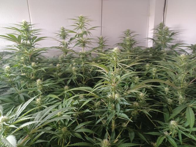 Zokas Sapphire Fem – Grow Update 🌱. Week 10