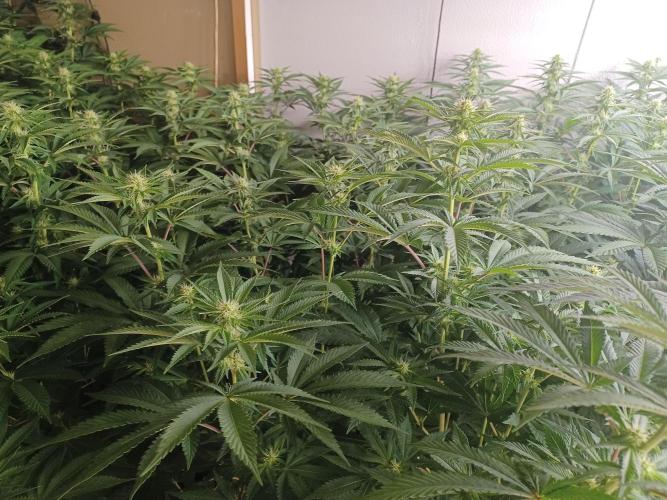 Troyana Fem – Grow Update 🌱. Week 10
