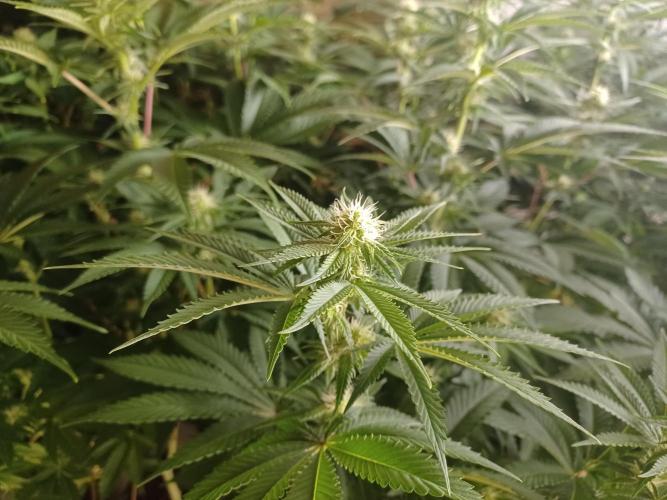 Troyana Fem – Grow Update 🌱. Week 10