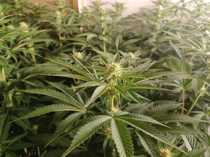 Troyana Fem – Grow Update 🌱. Week 10