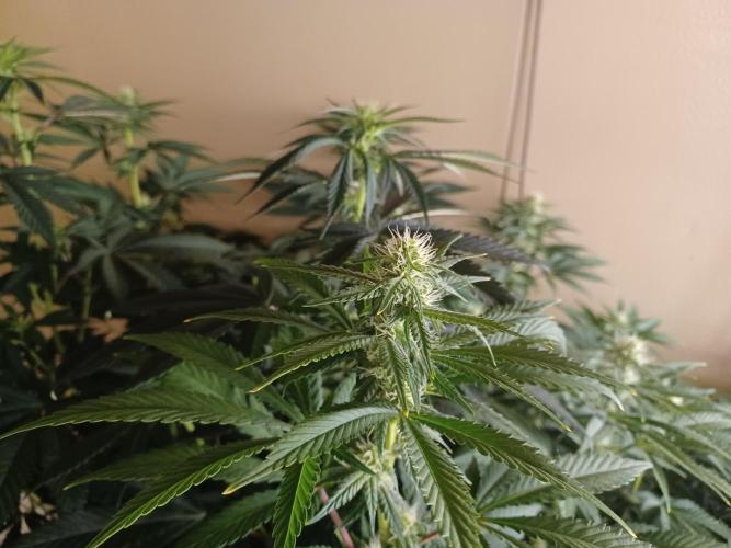 Troyana Fem – Grow Update 🌱. Week 10