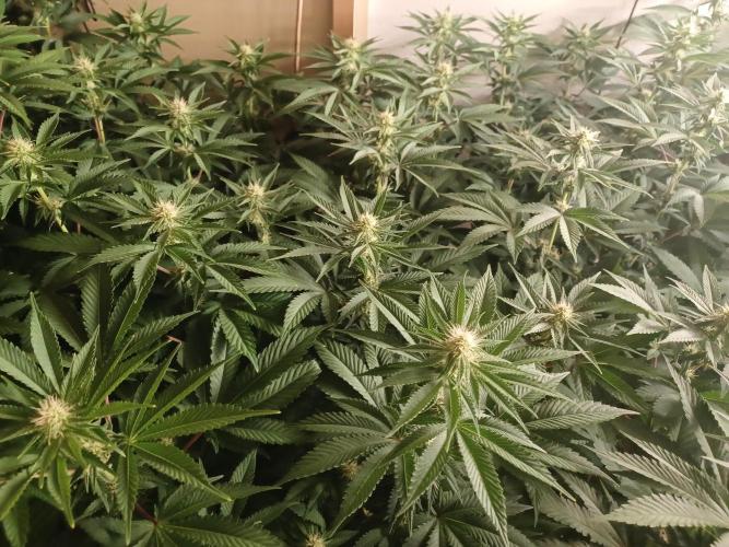 Troyana Fem – Grow Update 🌱. Week 10