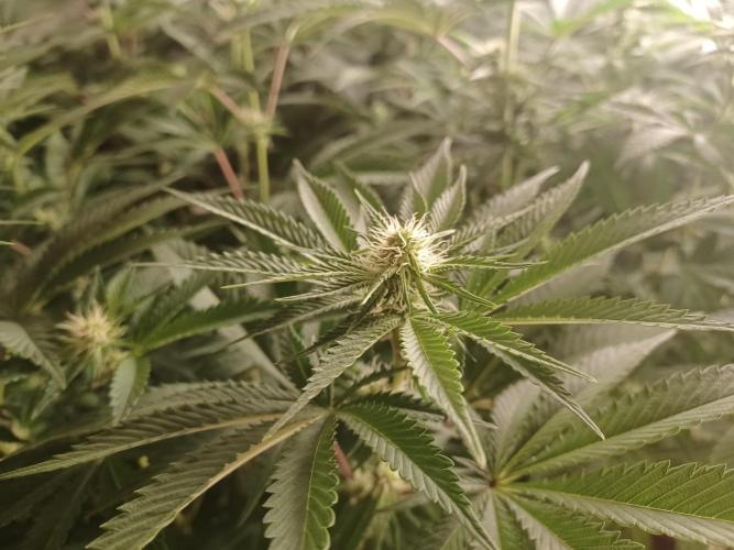 Troyana Fem – Grow Update 🌱. Week 10