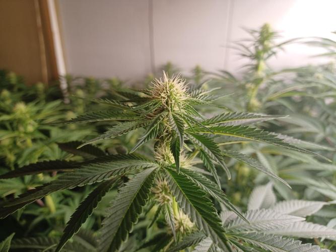 Troyana Fem – Grow Update 🌱. Week 10