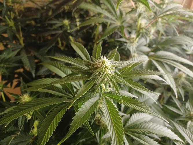 Troyana Fem – Grow Update 🌱. Week 10