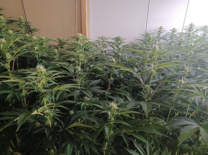 Troyana Fem – Grow Update 🌱. Week 10