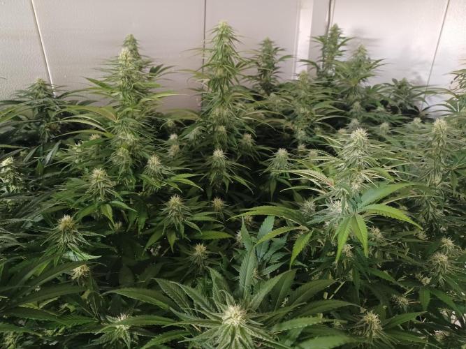 Zokas Sapphire Fem – Grow Update 🌱. Week 11