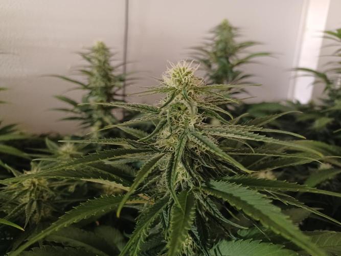 Zokas Sapphire Fem – Grow Update 🌱. Week 11