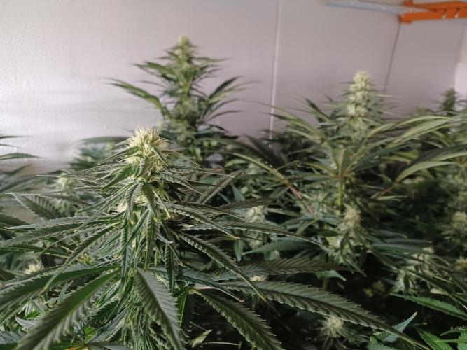 Zokas Sapphire Fem – Grow Update 🌱. Week 11