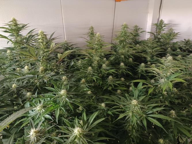 Zokas Sapphire Fem – Grow Update 🌱. Week 11