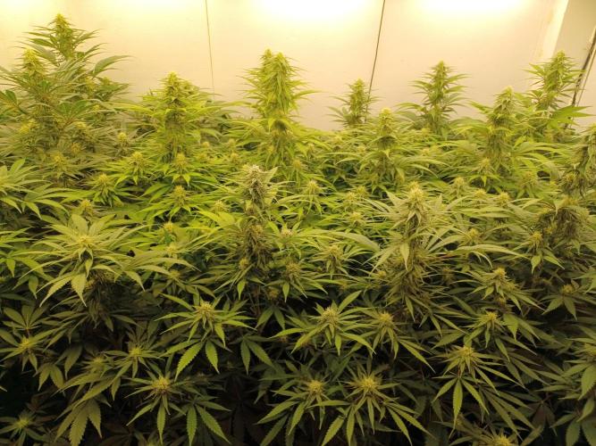 Zokas Sapphire Fem – Grow Update 🌱. Week 11
