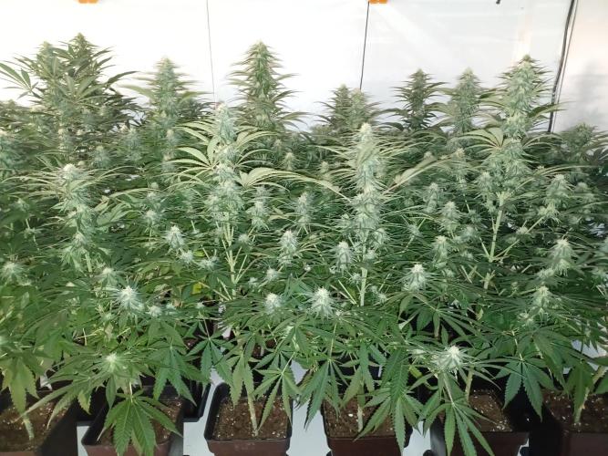 Zokas Sapphire Fem – Grow Update 🌱. Week 11