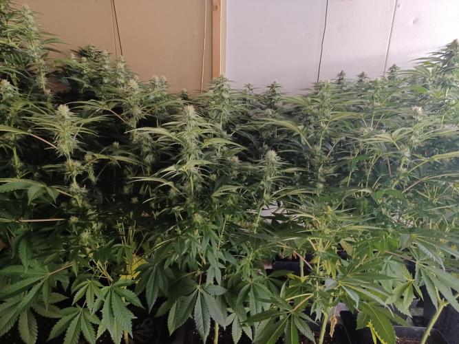 Troyana Fem – Grow Update 🌱. Week 11
