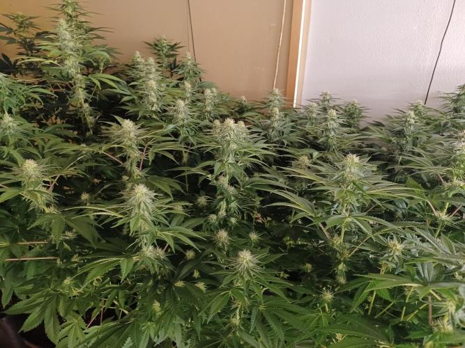 Troyana Fem – Grow Update 🌱. Week 11