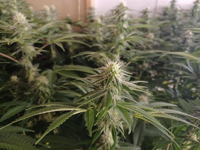 Troyana Fem – Grow Update 🌱. Week 11