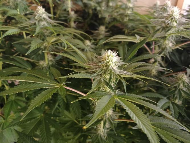 Troyana Fem – Grow Update 🌱. Week 11