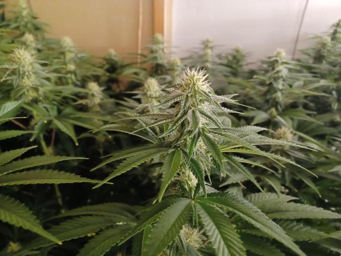 Troyana Fem – Grow Update 🌱. Week 11
