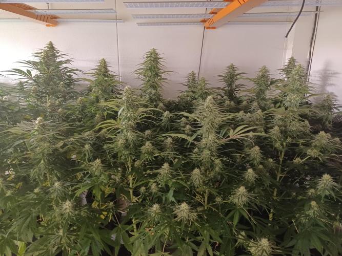 Zokas Sapphire Fem – Grow Update 🌱. Week 12