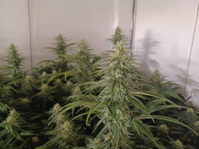 Zokas Sapphire Fem – Grow Update 🌱. Week 12