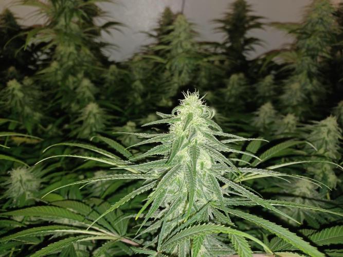 Zokas Sapphire Fem – Grow Update 🌱. Week 12
