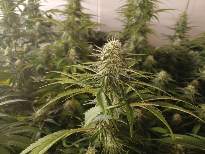 Zokas Sapphire Fem – Grow Update 🌱. Week 12