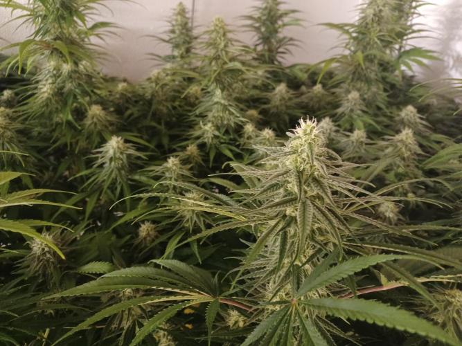 Zokas Sapphire Fem – Grow Update 🌱. Week 12