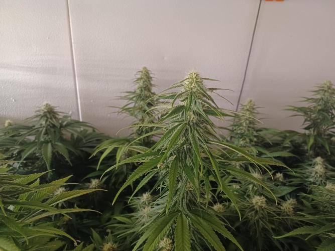 Zokas Sapphire Fem – Grow Update 🌱. Week 12