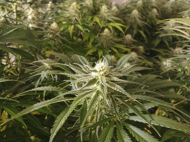 Zokas Sapphire Fem – Grow Update 🌱. Week 12