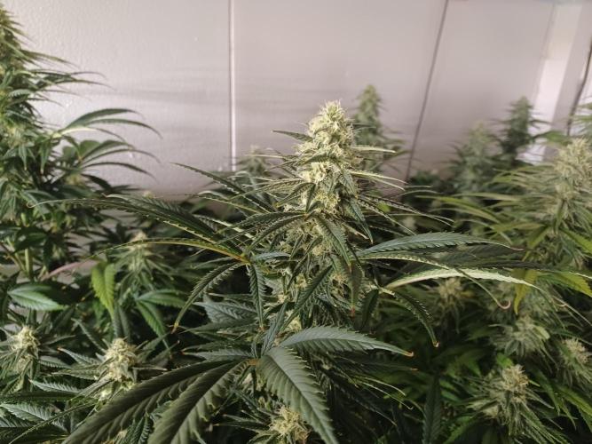 Zokas Sapphire Fem – Grow Update 🌱. Week 12