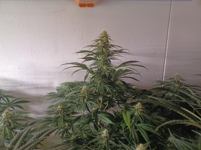 Zokas Sapphire Fem – Grow Update 🌱. Week 12
