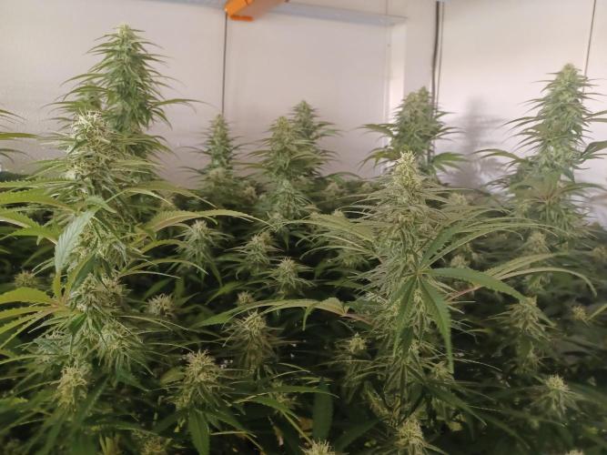 Zokas Sapphire Fem – Grow Update 🌱. Week 12
