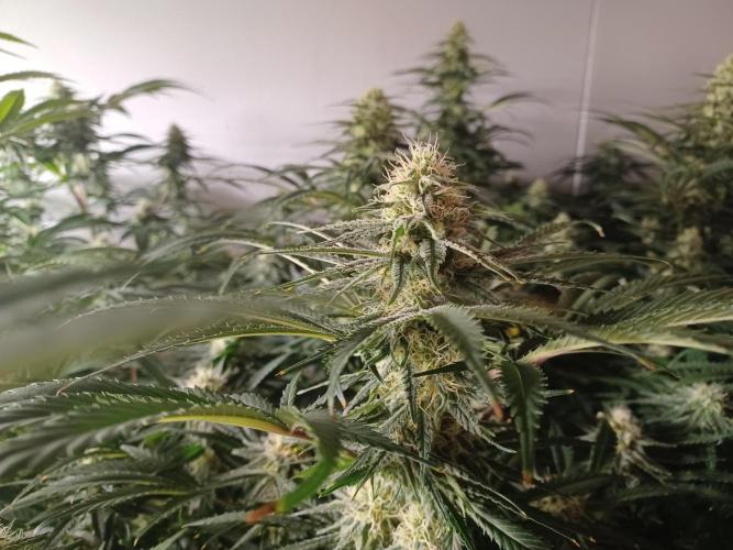 Zokas Sapphire Fem – Grow Update 🌱. Week 12