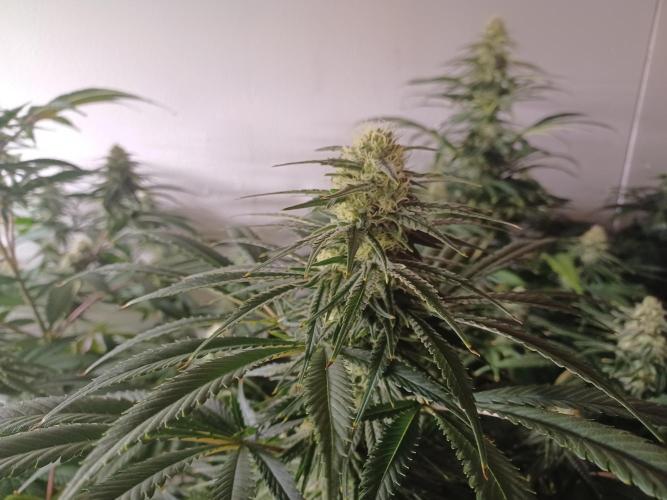 Zokas Sapphire Fem – Grow Update 🌱. Week 12