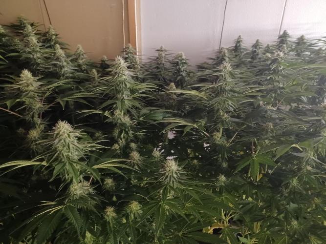 Troyana Fem – Grow Update 🌱. Week 12
