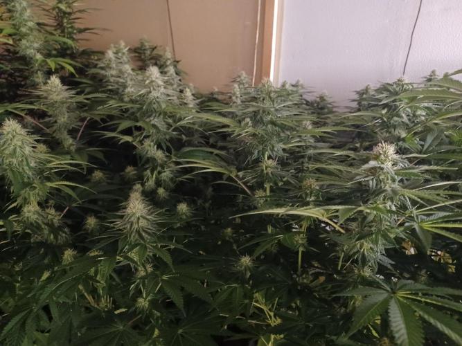 Troyana Fem – Grow Update 🌱. Week 12