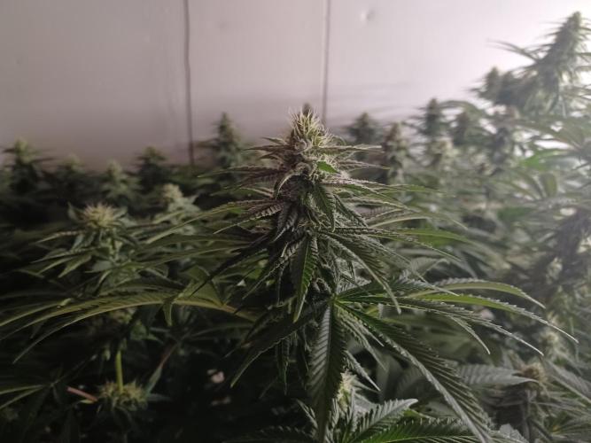 Troyana Fem – Grow Update 🌱. Week 12