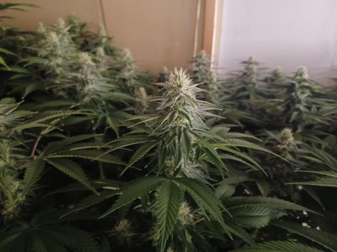 Troyana Fem – Grow Update 🌱. Week 12