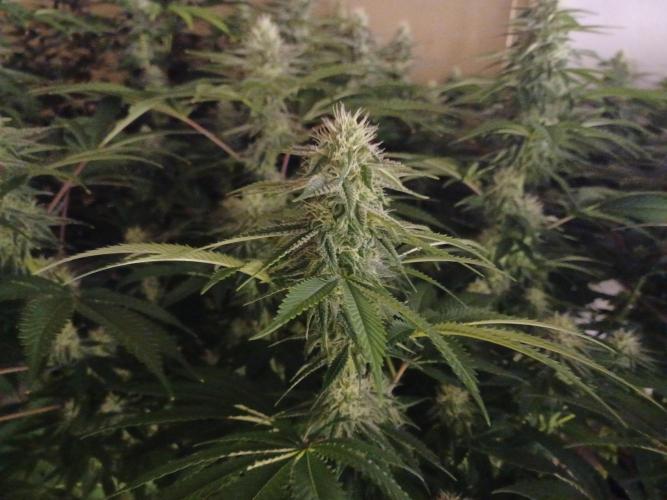 Troyana Fem – Grow Update 🌱. Week 12