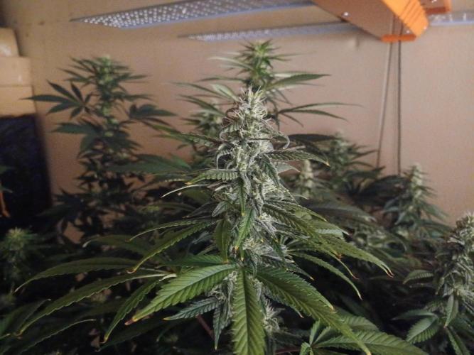 Troyana Fem – Grow Update 🌱. Week 12