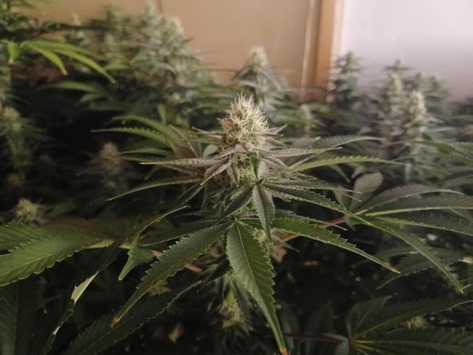 Troyana Fem – Grow Update 🌱. Week 12