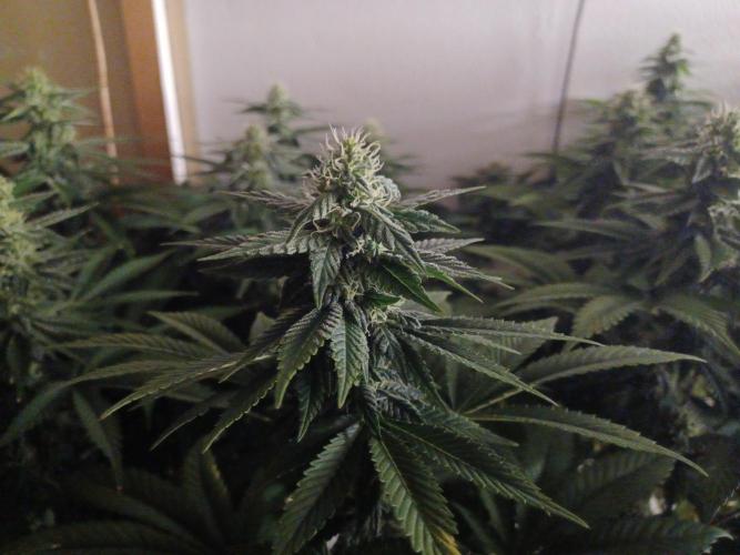 Troyana Fem – Grow Update 🌱. Week 12