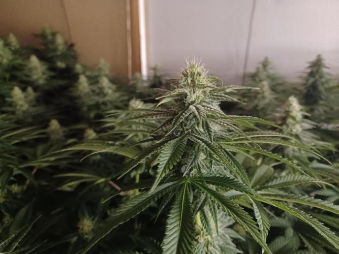 Troyana Fem – Grow Update 🌱. Week 12