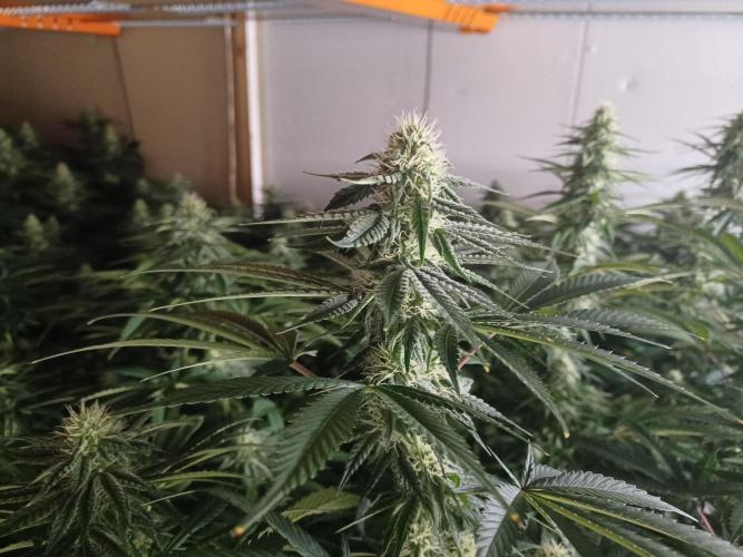 Troyana Fem – Grow Update 🌱. Week 12