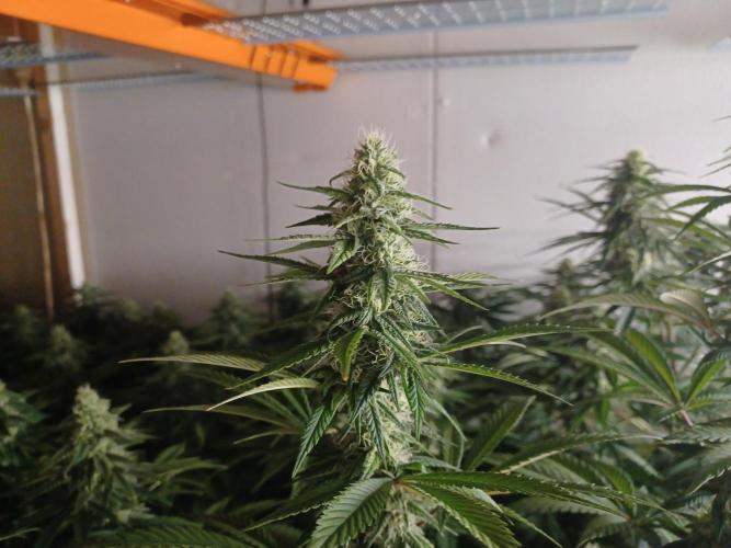 Troyana Fem – Grow Update 🌱. Week 12