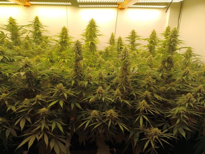 Zokas Sapphire Fem – Grow Update 🌱. Week 13