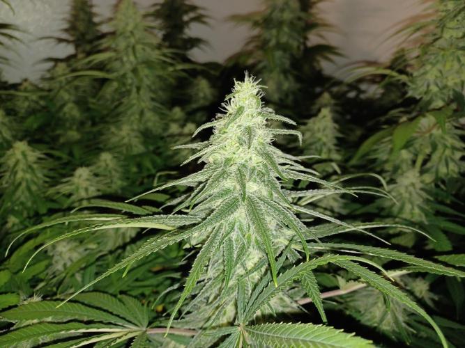 Zokas Sapphire Fem – Grow Update 🌱. Week 13