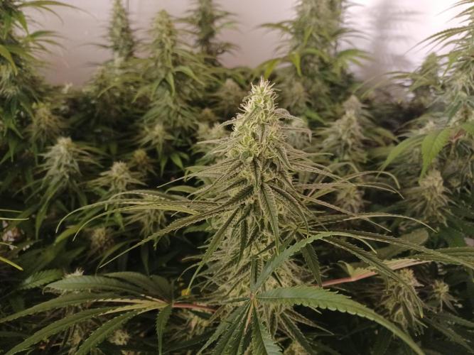 Zokas Sapphire Fem – Grow Update 🌱. Week 13