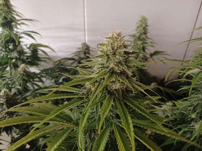 Zokas Sapphire Fem – Grow Update 🌱. Week 13