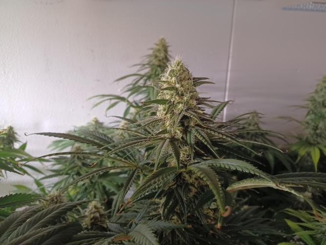 Zokas Sapphire Fem – Grow Update 🌱. Week 13