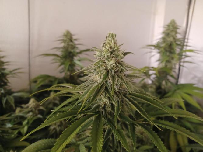 Zokas Sapphire Fem – Grow Update 🌱. Week 13